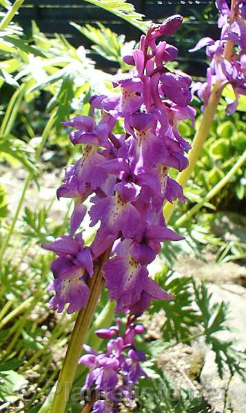 Orchis mascula - Click for next image