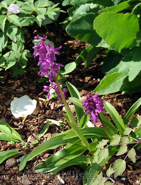 Orchis mascula - Click for next image