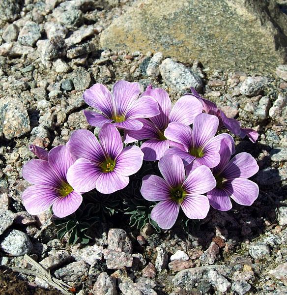 Oxalis 'Ione Hecker' - Click for next image