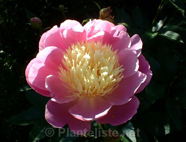 Paeonia 'Bowl of Beauty' - Click for next image