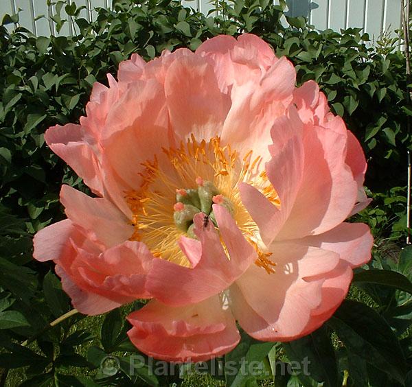Paeonia 'Coral Charm' - Click for next image