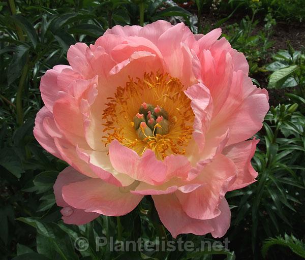 Paeonia 'Coral Charm' - Click for next image
