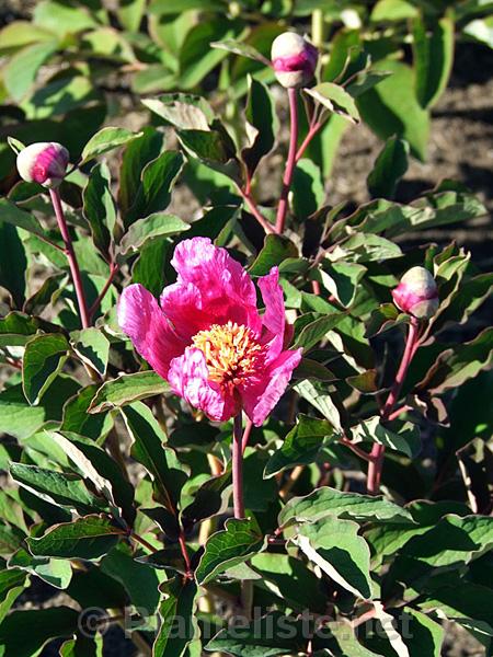 Paeonia 'Fedora'-seedling - Click for next image