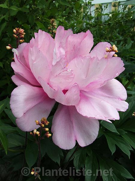 Paeonia 'First Arrival' - Click for next image