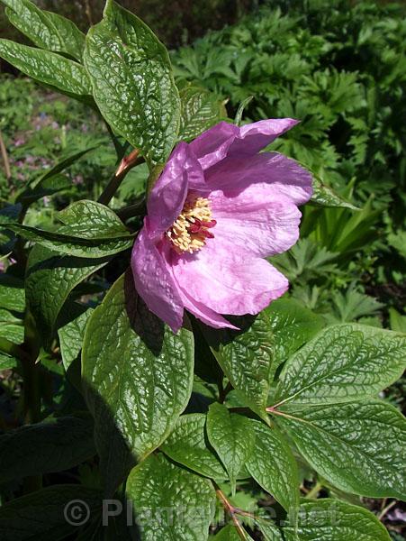 Paeonia mairei - Click for next image