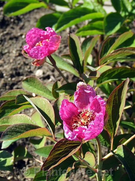 Paeonia mascula - Click for next image
