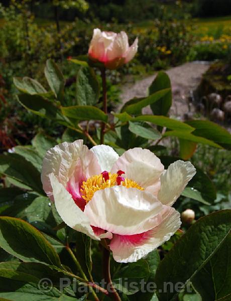 Paeonia mloko hybrid - Click for next image