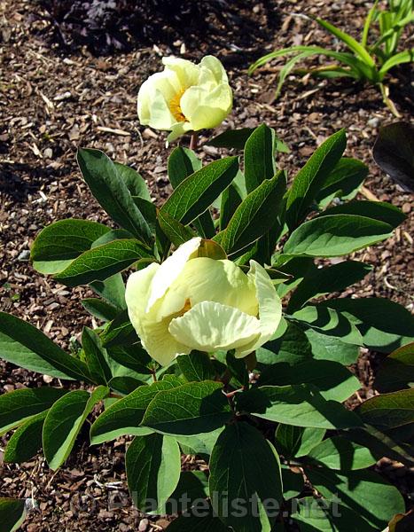 Paeonia mlokosewitschii - Click for next image