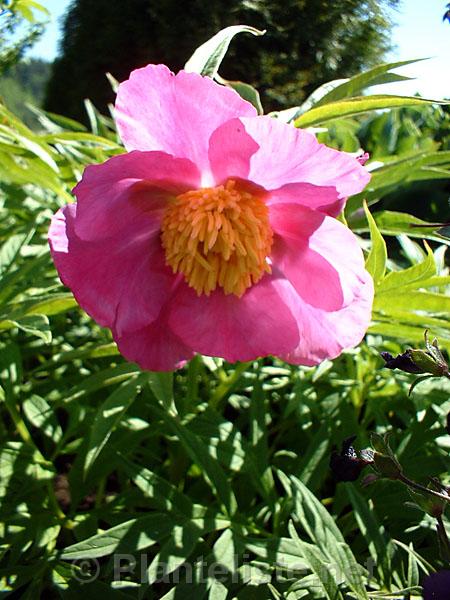 Paeonia veitchii - Click for next image