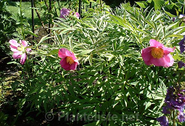 Paeonia veitchii - Click for next image