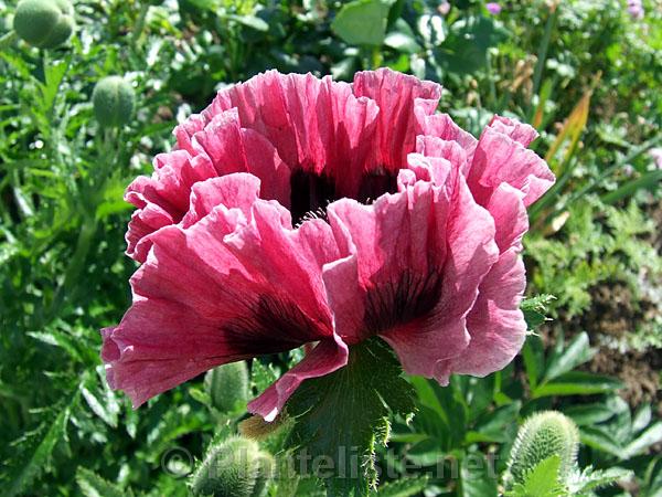 Papaver 'Brooklyn' - Click for next image