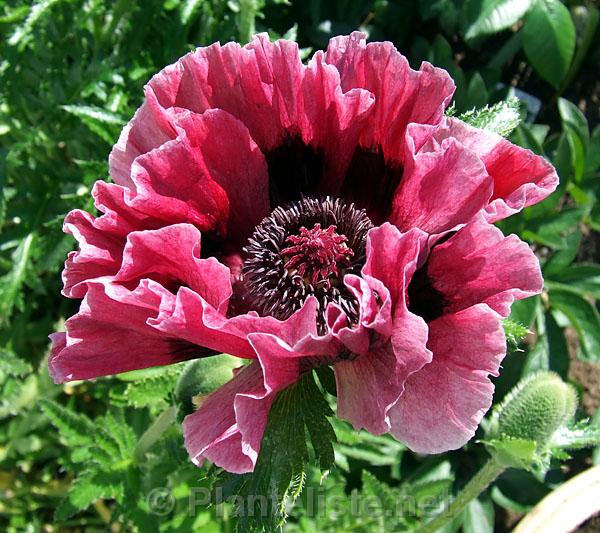 Papaver 'Brooklyn' - Click for next image