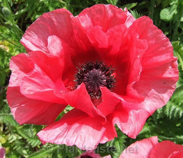 Papaver 'Burning Heart' - Click for next image