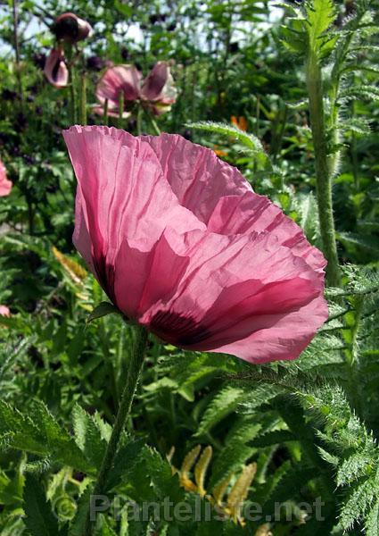 Papaver 'Fruit Punch' - Click for next image