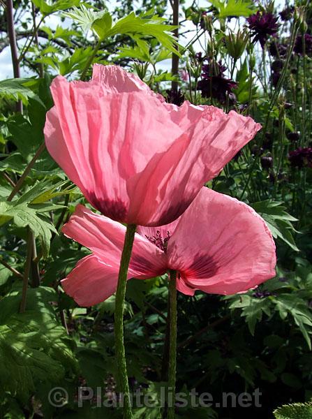 Papaver 'Fruit Punch' - Click for next image