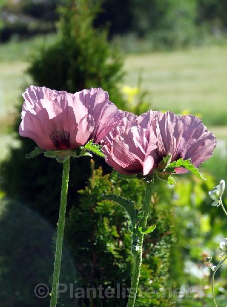 Papaver 'Patty's Plum' - Click for next image