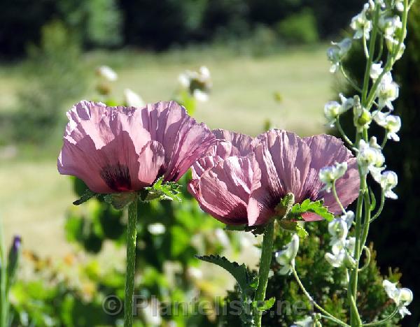 Papaver 'Patty's Plum' - Click for next image