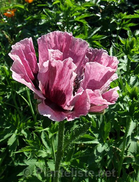 Papaver 'Staten Island' - Click for next image