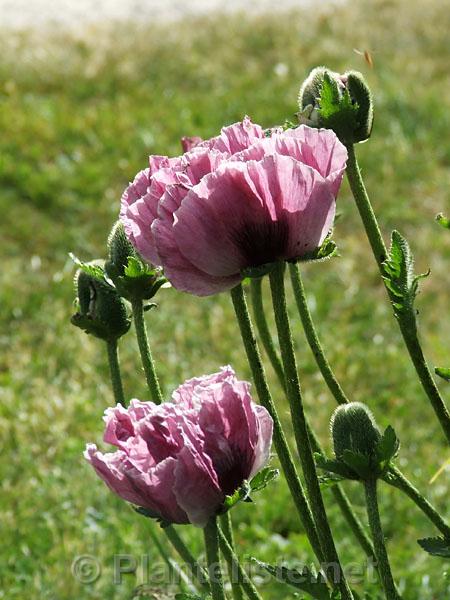 Papaver 'Staten Island' - Click for next image