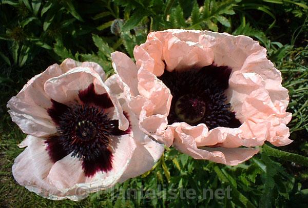 Papaver 'Prinzessin Victoria Louise' - Click for next image