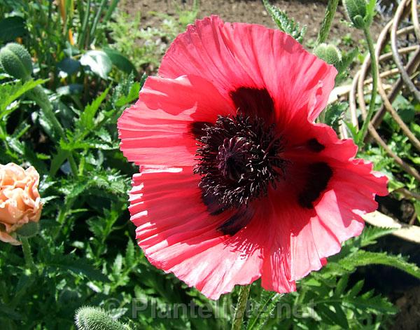 Papaver 'Watermelon' - Click for next image