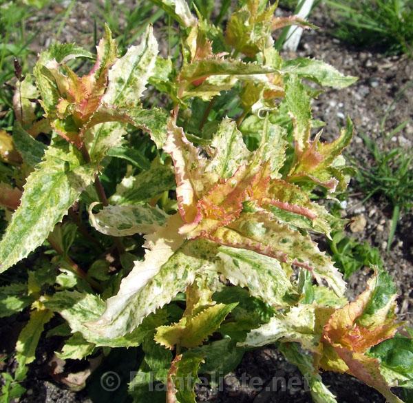 Penstemon venustus 'Roland's Glow' - Click for next image