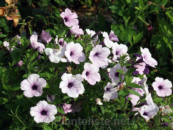 Petunia F1 'Pearly Queen' - Click for next image