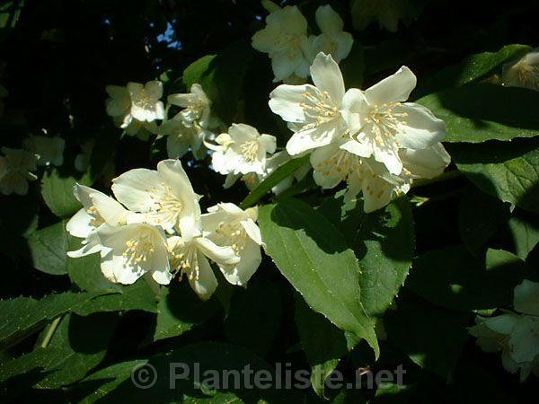 Philadelphus coronarius - Click for next image