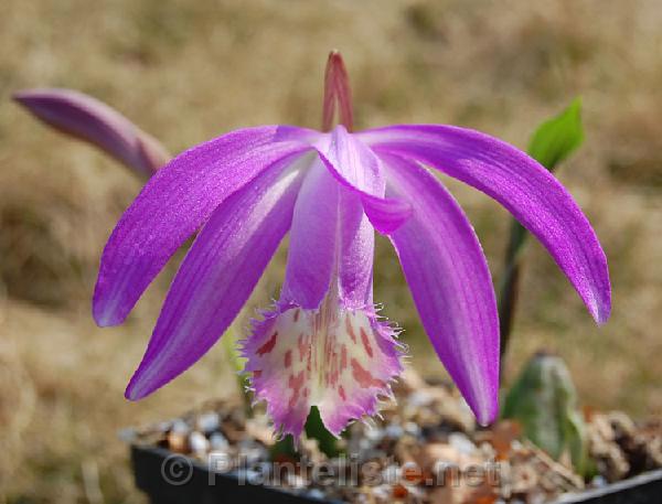 Pleione x barbarae - Click for next image