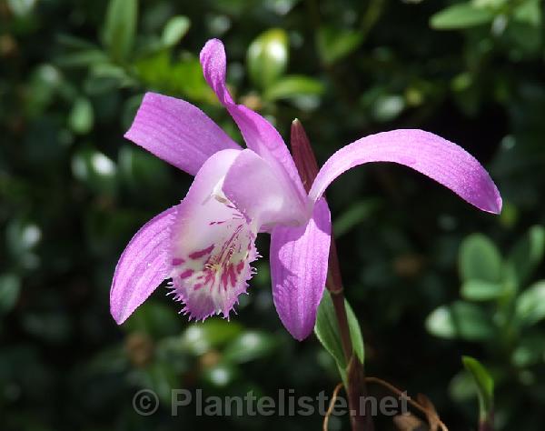 Pleione x barbarae - Click for next image