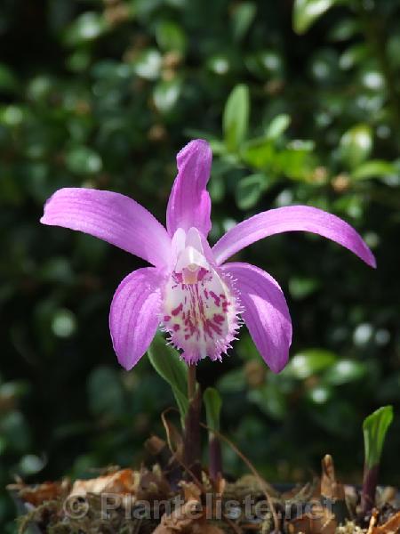 Pleione x barbarae - Click for next image