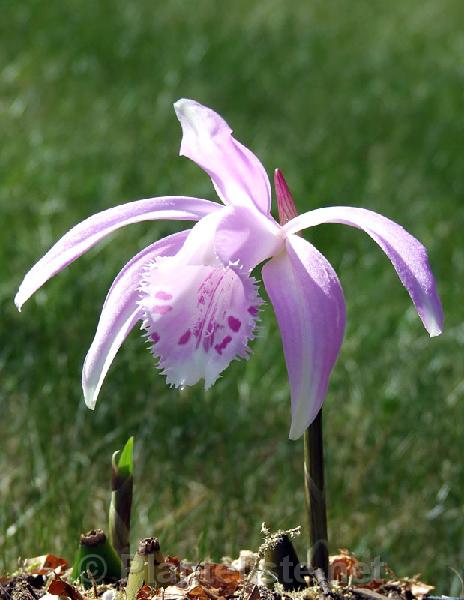 Pleione x barbarae - Click for next image