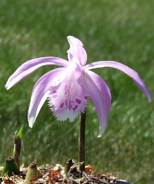 Pleione x barbarae - Click for next image