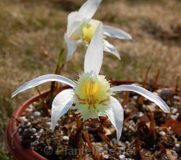 Pleione grandiflora - Click for next image