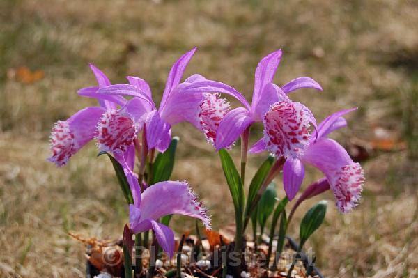 Pleione limprichtii - Click for next image