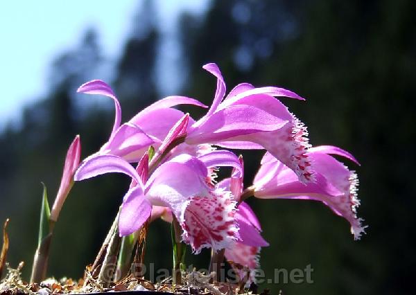 Pleione limprichtii - Click for next image