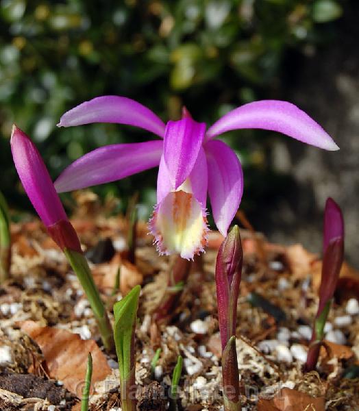 Pleione pleionoides - Click for next image