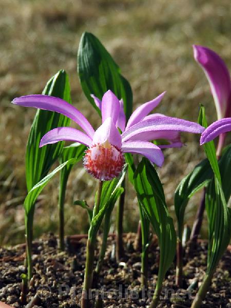 Pleione pleionoides - Click for next image