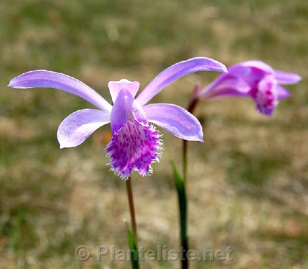 Pleione yunnanensis - Click for next image