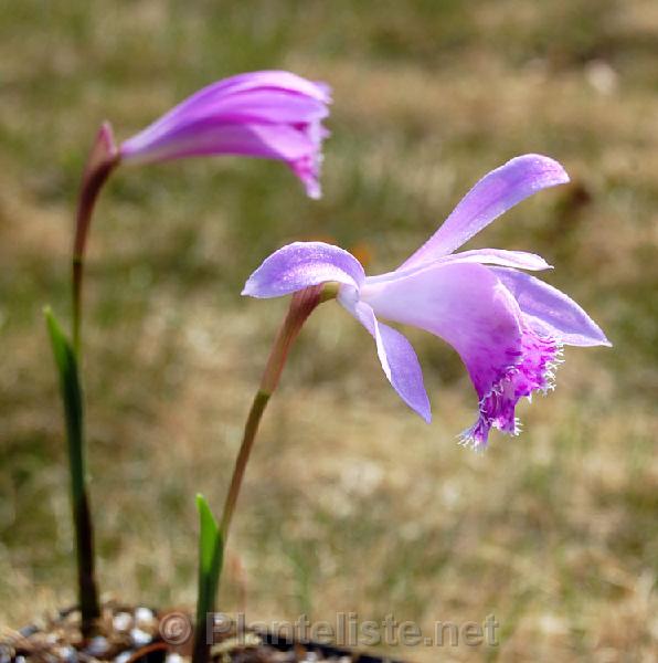 Pleione yunnanensis - Click for next image