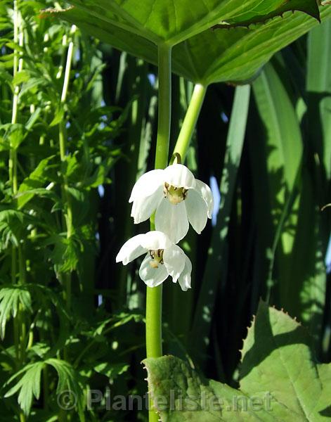 Podophyllum aurantiocaule ssp. furfuraceum - Click for next image