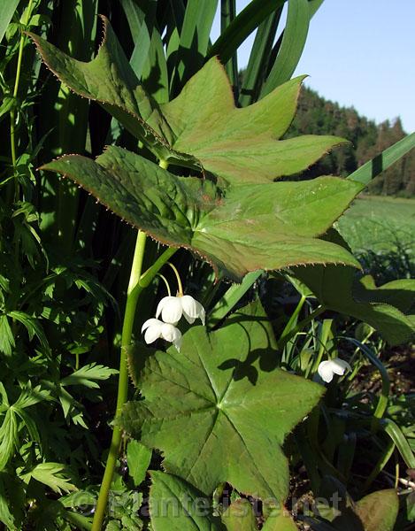 Podophyllum aurantiocaule ssp. furfuraceum - Click for next image