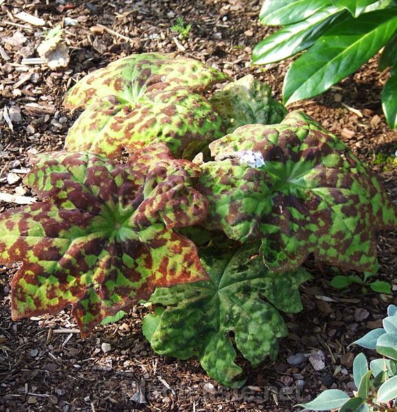 Podophyllum delavayi - Click for next image