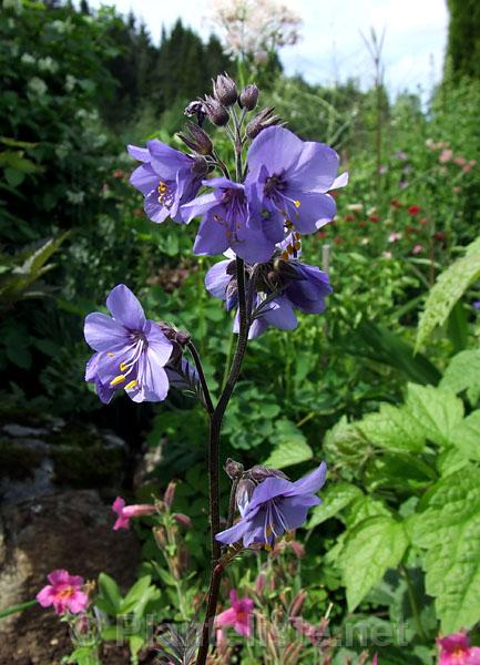 Polemonium 'Bressingham Purple' - Click for next image