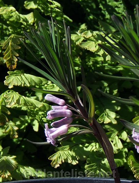 Polygonatum kansuense - Click for next image