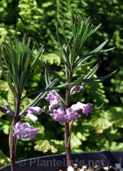 Polygonatum kansuense - Click for next image