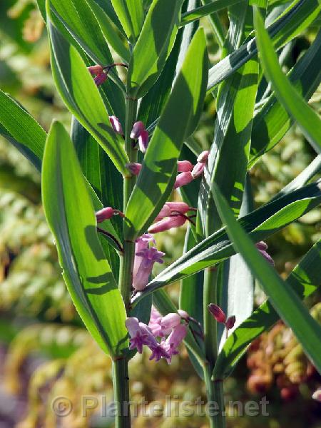 Polygonatum roseum - Click for next image