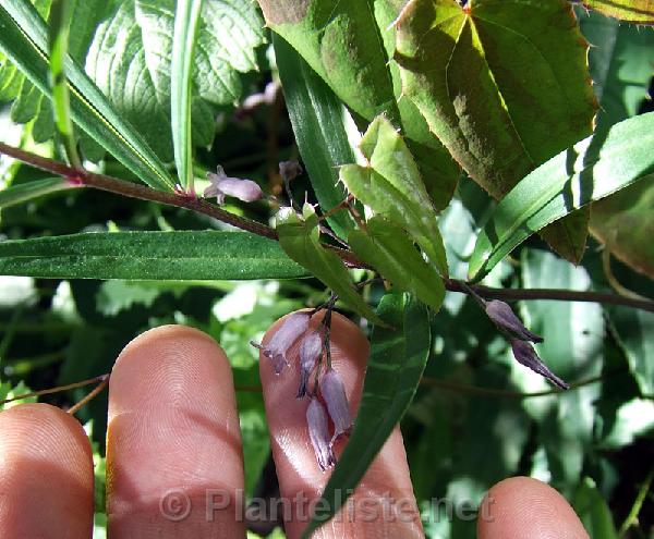 Polygonatum sp. - Click for next image