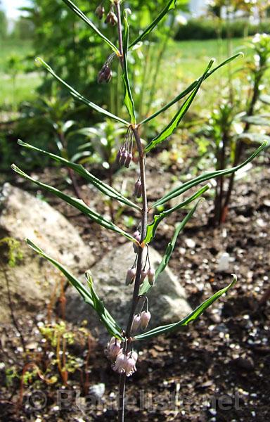 Polygonatum stewartianum CLD325 <br>(sold misidentified as P. prattii) - Click for next image