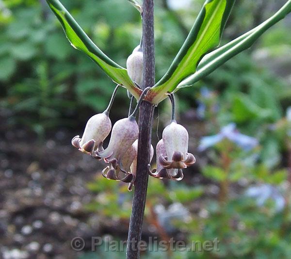 Polygonatum stewartianum CLD325 <br>(sold misidentified as P. prattii) - Click for next image